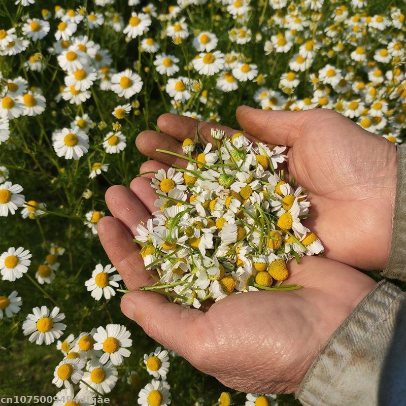 100% Natural Chamomile Dried F - Chamomile Tea ulasan dan harga