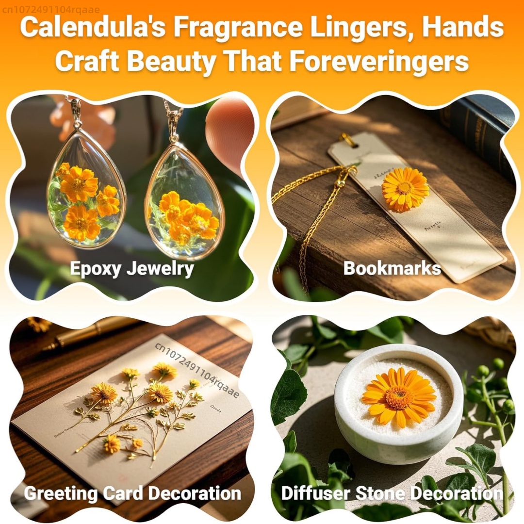 Natural Dried Marigold Flowers - Chamomile Tea ulasan dan harga